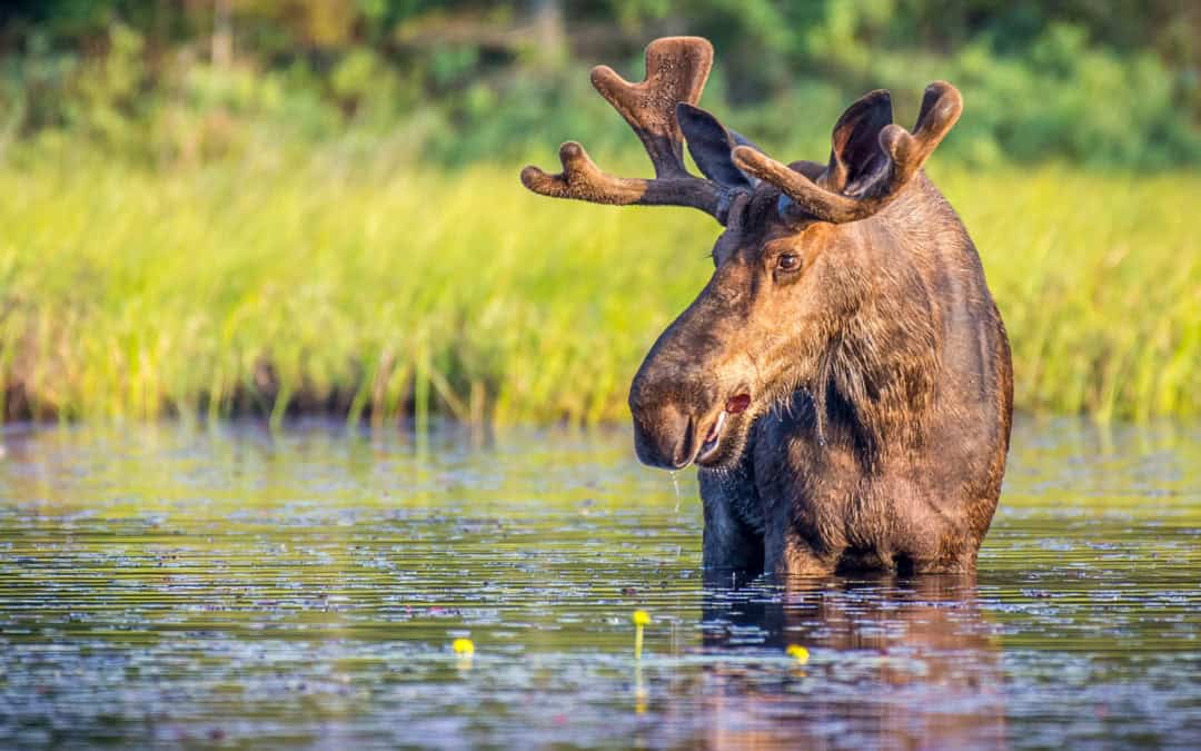 Resource Development